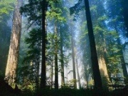 Чому потрібно охороняти ліс