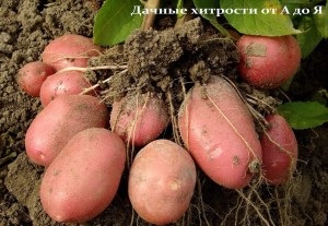 Самі перевірені рецепти - 9 рад по вирощуванню картоплі