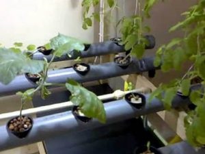 Система гідропоніка, що дозволяє вирощувати овочі без грунту