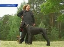 Собаківники германии здають іспит на право керування собакою