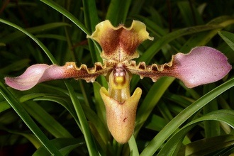 Дивовижна орхідея венерин черевичок
