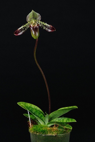 Дивовижна орхідея венерин черевичок