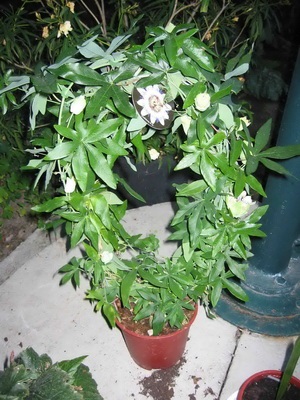 Квітка пасифлора (пасифлора) догляд і вирощування в домашніх умовах, фото і опис кімнатного
