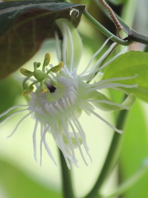 Квітка пасифлора (пасифлора) догляд і вирощування в домашніх умовах, фото і опис кімнатного