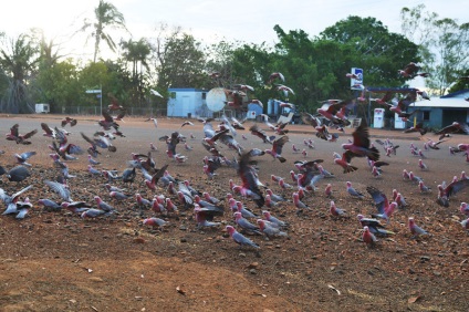 Як виглядають «голуби» в різних країнах світу (16 фото)