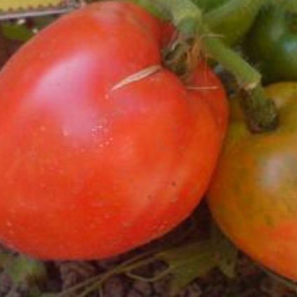 Кращі сорти помідорів для сибіру що вибрати