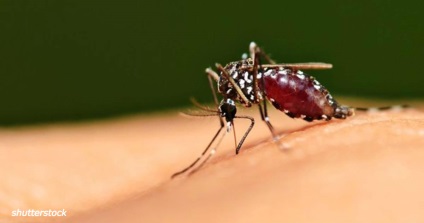 Чому на вас постійно нападають комарі, а на інших людей
