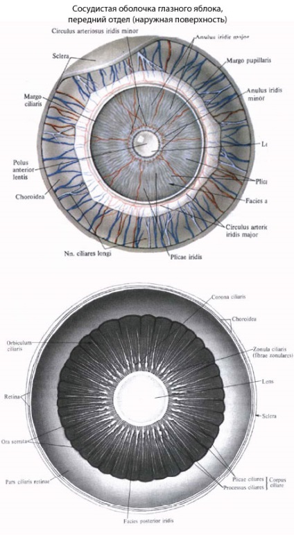 Судинна оболонка ока людини, анатомія судинної оболонки ока, будова, функції, картинки