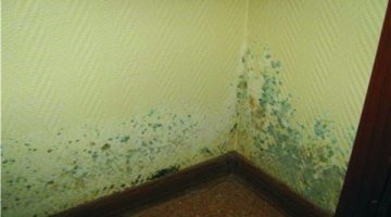 Чим небезпечний грибок в квартирі для людини