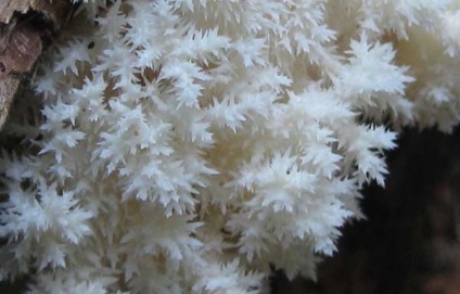 Їжовик кораловий або геріцій коралоподібні опис, поширення