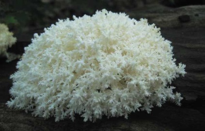 Їжовик кораловий або геріцій коралоподібні опис, поширення