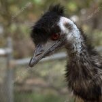 Цікаві характеристики страуса ему і особливості цих птахів