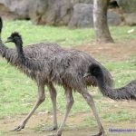 Цікаві характеристики страуса ему і особливості цих птахів