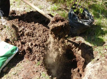 Як підготувати посадкову яму для дерев 4 корисних ради