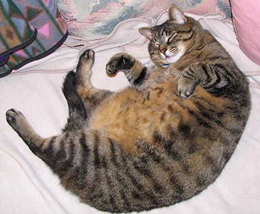 Ожиріння у котів як допомогти вашому котові скинути вагу, дивний світ тварин