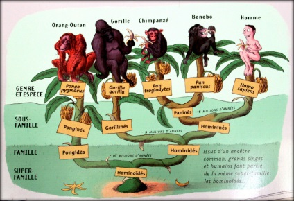 Рай для бонобо або самі велелюбні мавпи (лола-я-бонобо, ін конго)