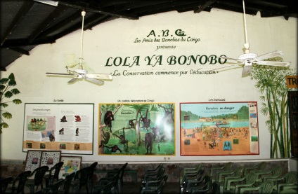 Рай для бонобо або самі велелюбні мавпи (лола-я-бонобо, ін конго)