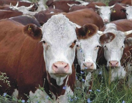 Скільки приблизно коштує в 2015 році окремо корова, бик і коза