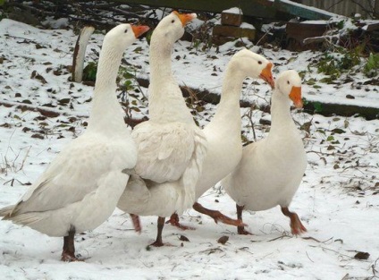 Зимове утримання гусей