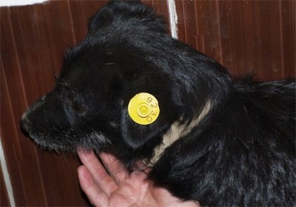 Акція притулку по стерилізації бездомних тварин вулична собака з жовтою биркою - стерилізована і