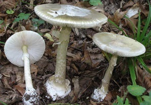 Бліда поганка - як виглядає отруйний і небезпечний гриб, грибний сайт