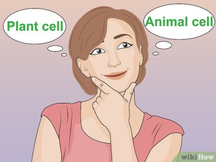Як зробити модель клітини
