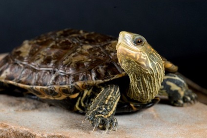 Каспійська черепаха - броньований вихованець