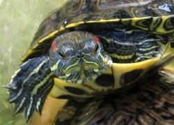 Червоновуха черепаха в акваріумі