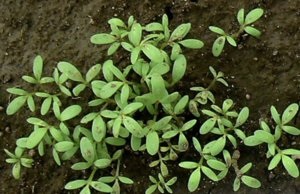 Особливості вирощування крес-салату на дачній ділянці