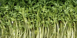 Особливості вирощування крес-салату на дачній ділянці