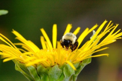 Бджільництво для чайників - як займатися бджолами, дача своїми руками