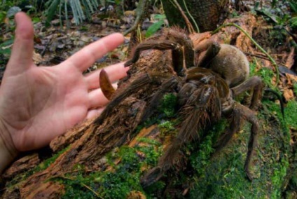 Публікація в Гайані мешкає павук зростанням з невелику собаку