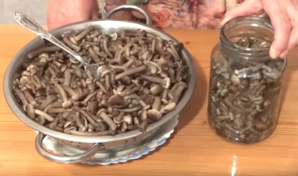 Рецепти приготування опеньків з часником як смажити і солити гриби на зиму
