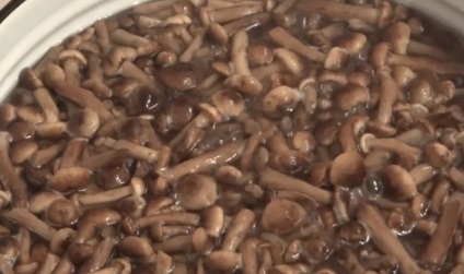 Рецепти приготування опеньків з часником як смажити і солити гриби на зиму
