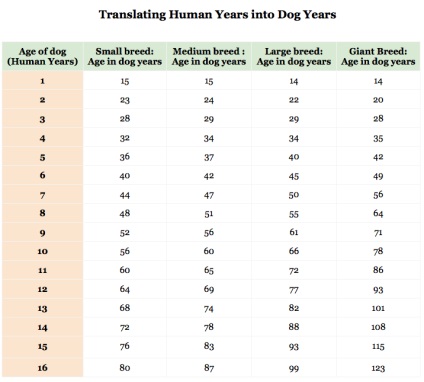 Вік собак за людськими мірками