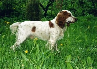В росії заборонили гуляти в лісі з собаками мисливських порід без дозволу