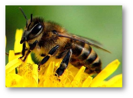 Жалкі комахи - бджоли і оси