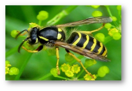 Жалкі комахи - бджоли і оси