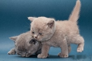 Блог про кішок британської породи