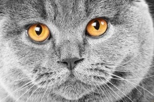 Блог про кішок британської породи