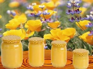 Фацелієвий мед опис, корисні властивості і протипоказання