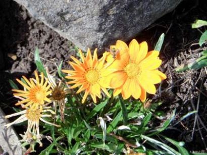 Гацанія, посадка і догляд у відкритому грунті - фото квітів
