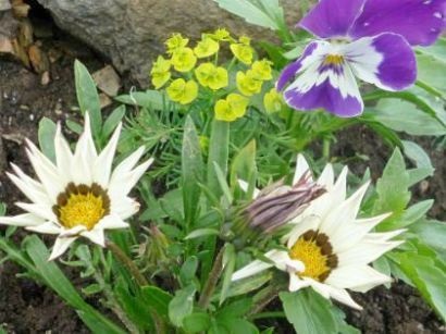 Гацанія, посадка і догляд у відкритому грунті - фото квітів