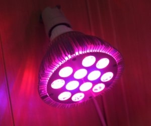 Лампи для рослин люмінесцентні для вирощування в домашніх умовах, як вибрати для кімнатних