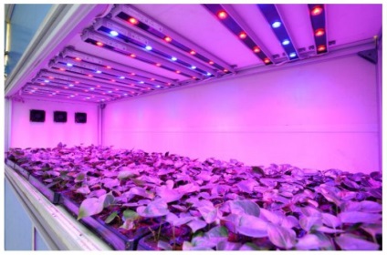 Лампи для рослин люмінесцентні для вирощування в домашніх умовах, як вибрати для кімнатних
