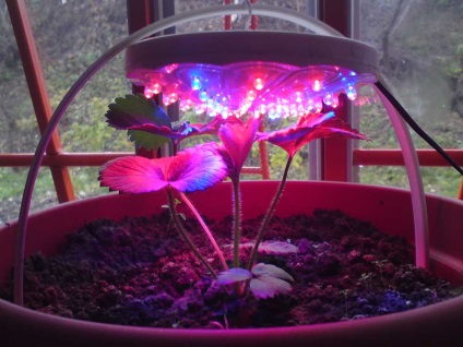 Лампи для вирощування рослин в домашніх умовах огляд різновидів