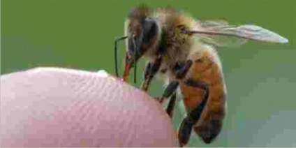Мазі на основі бджолиної отрути - застосування, нанесення, протипоказання