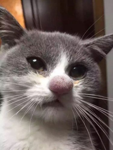 Смішні кішки після укусу бджіл (26 фото) - сайт любителів тварин