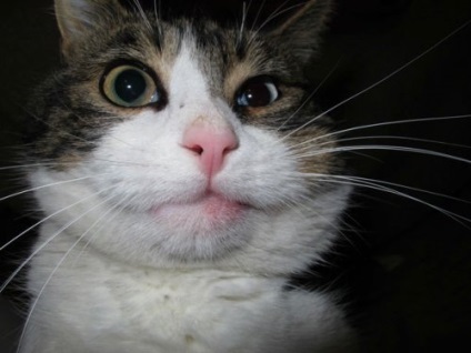Смішні кішки після укусу бджіл (26 фото) - сайт любителів тварин