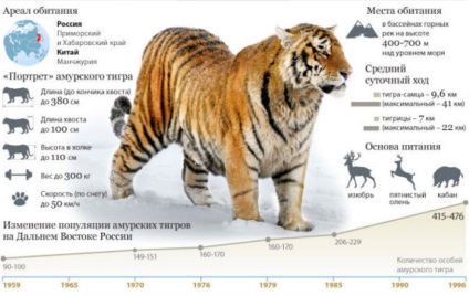 Амурський тигр - цікаві факти